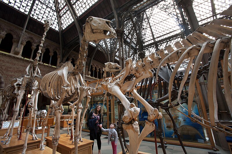 File:Oxford - Oxford University Museum of Natural History - 0247.jpg