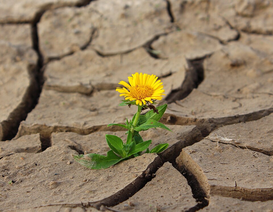 File:Elecampane (Inula). Love for life.JPG